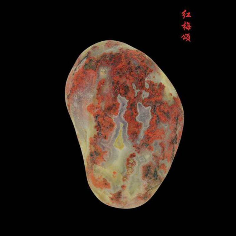 红梅颂 85 55