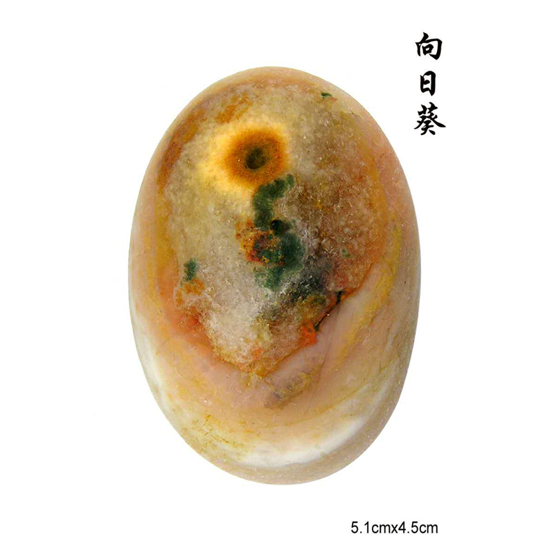向日葵
