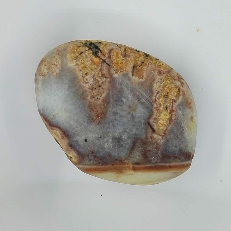 秋